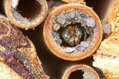 A mason bee pokes its head out of its nest